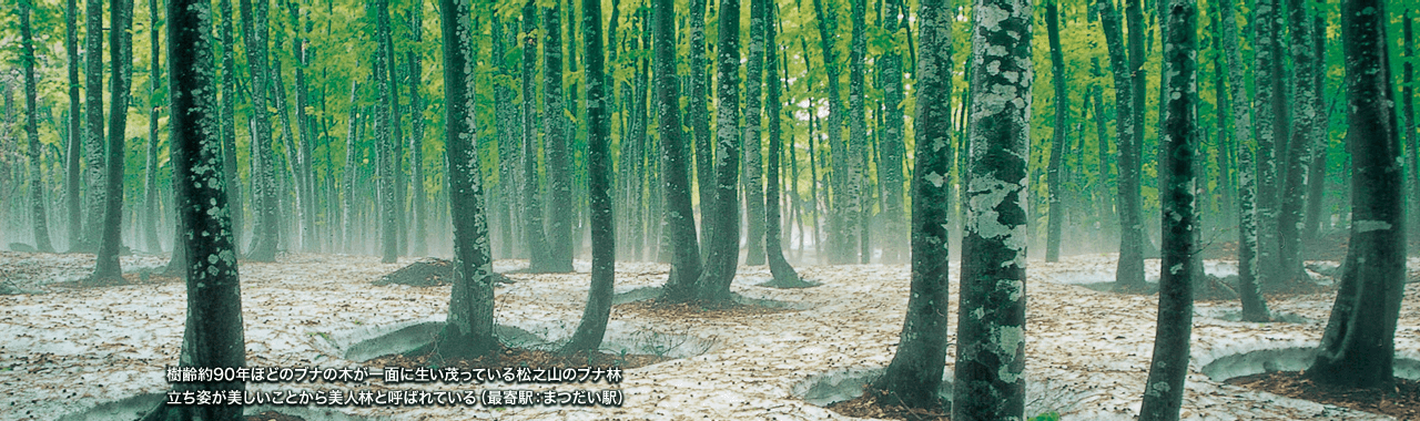 樹齢約90年ほどのブナの木が一面に生い茂っている松之山のブナ林 立ち姿が美しいことから美人林と呼ばれている（最寄駅：まつだい駅）